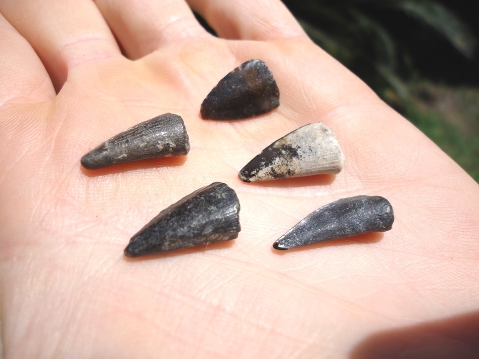 Large image 1 Five Extra Large Barracuda Teeth