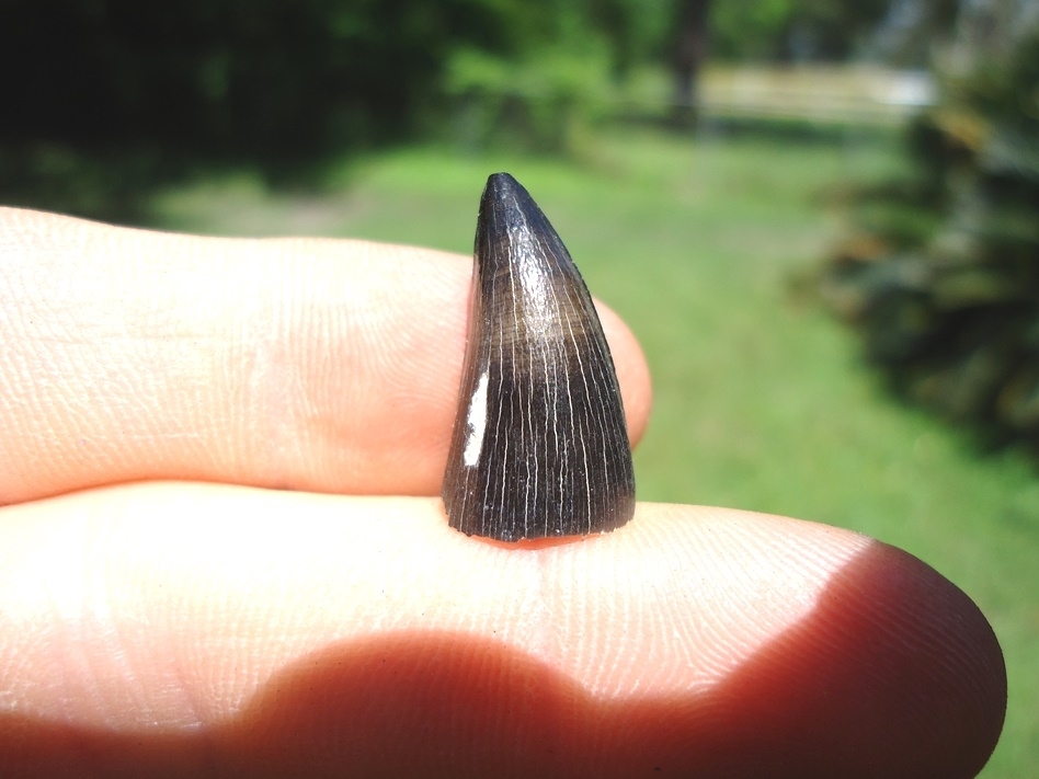 Large image 1 Attractive Crocodile Tooth from Bone Valley