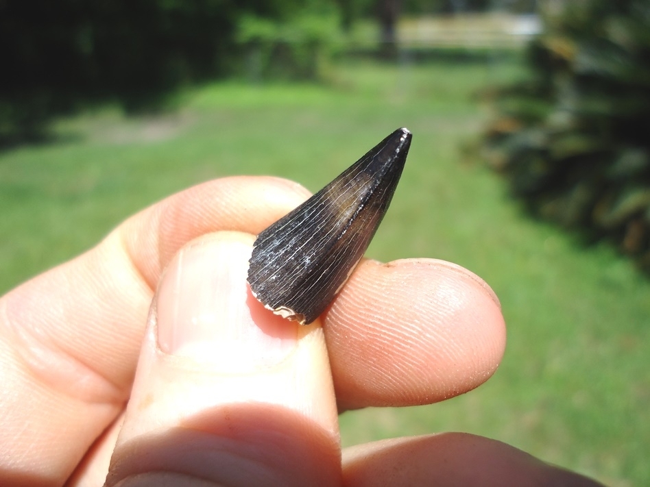 Large image 2 Attractive Crocodile Tooth from Bone Valley