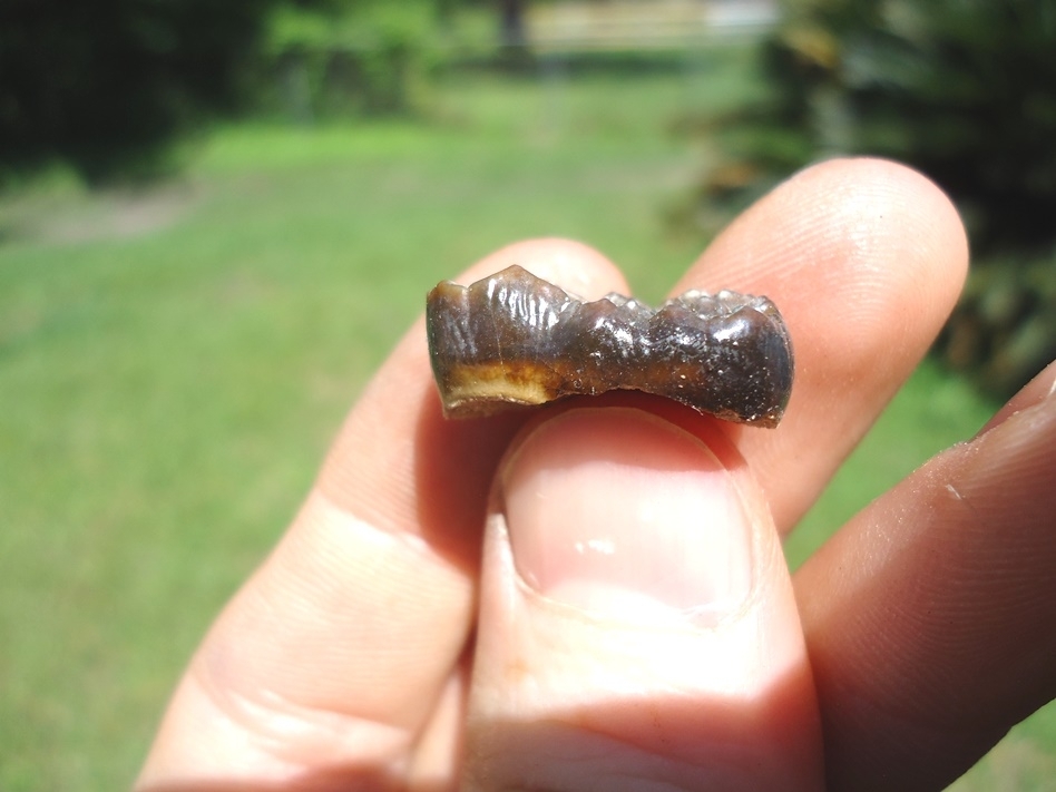 Large image 1 Choice Spectacled Bear Molar