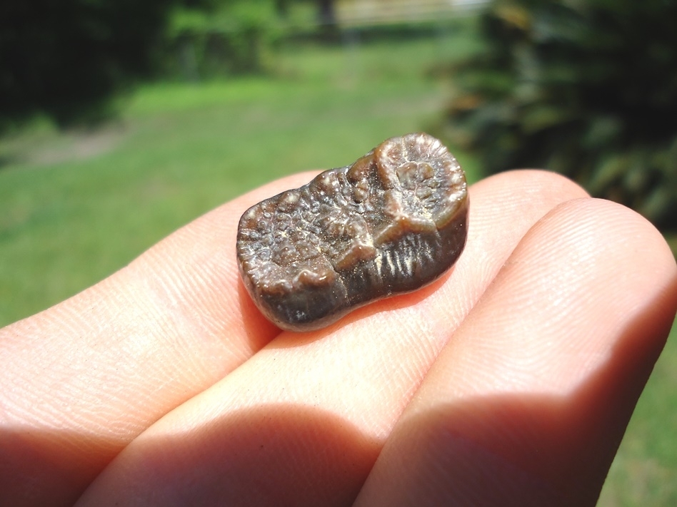 Large image 2 Choice Spectacled Bear Molar