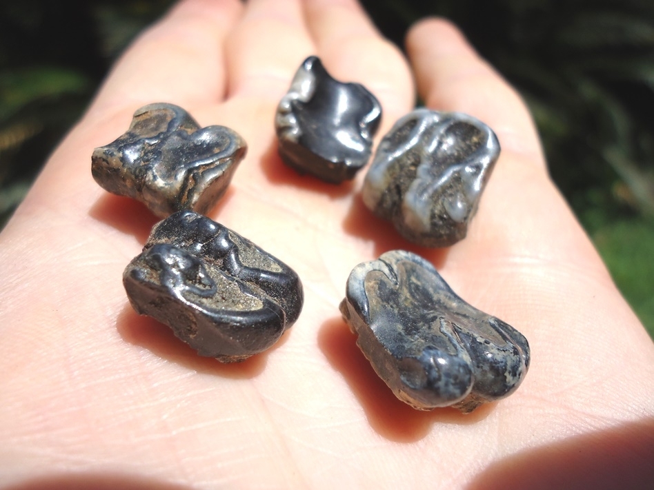 Large image 1 Five Choice Manatee Teeth