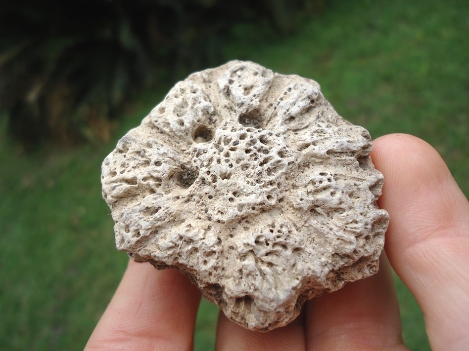 Large image 1 Glyptodon Scute with Large Hair Follicles