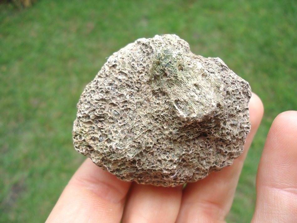 Large image 2 Glyptodon Scute with Large Hair Follicles