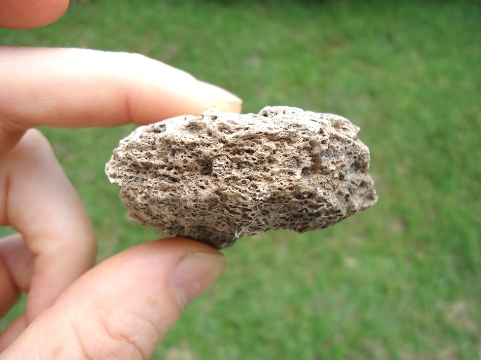 Large image 3 Glyptodon Scute with Large Hair Follicles