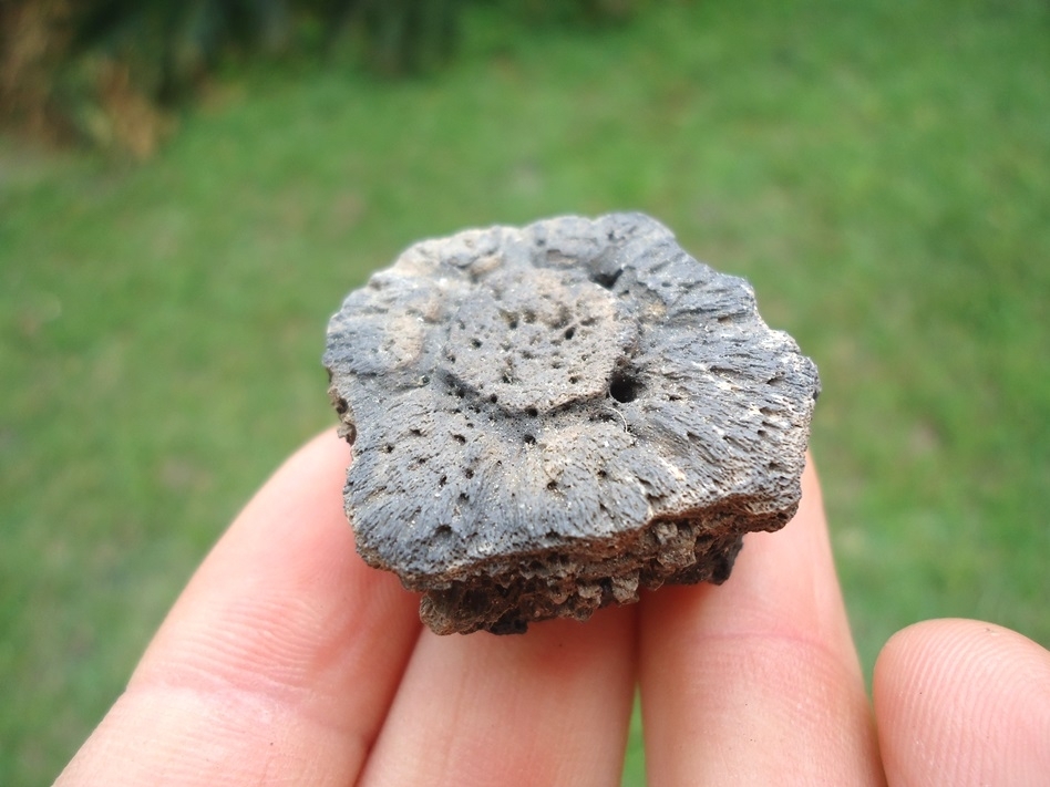 Large image 1 Super Rosette Glyptodon Scute