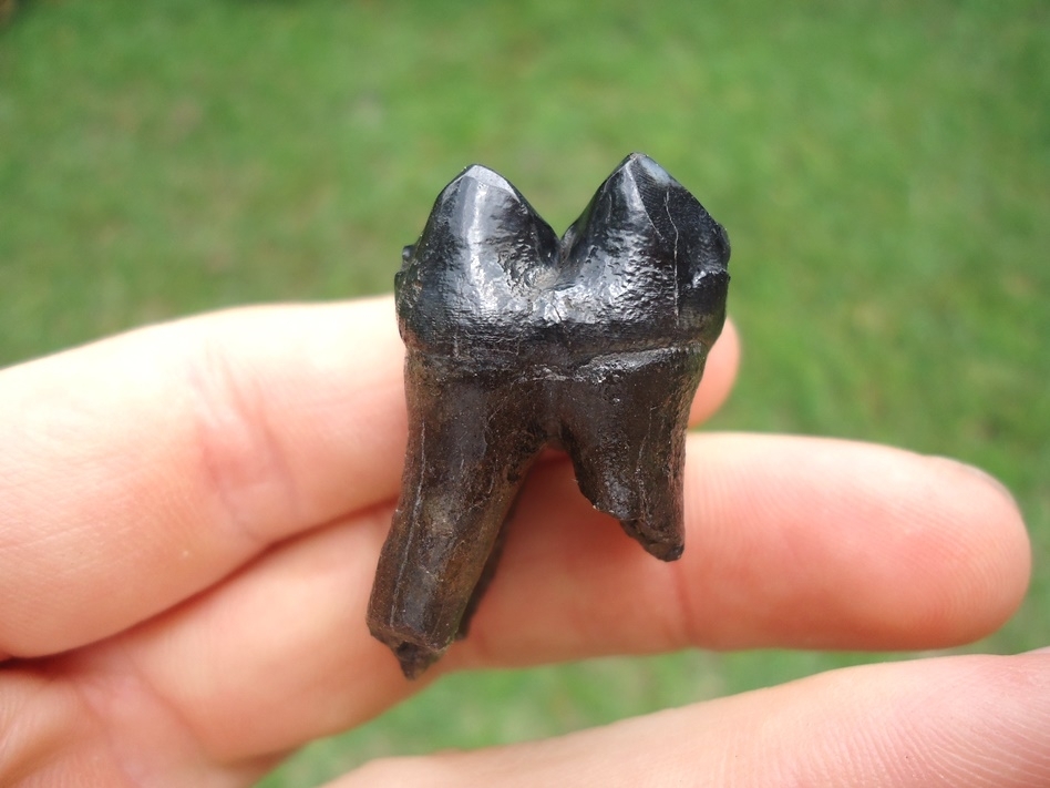 Large image 1 Rooted Glossy Black Tapir Lower Molar