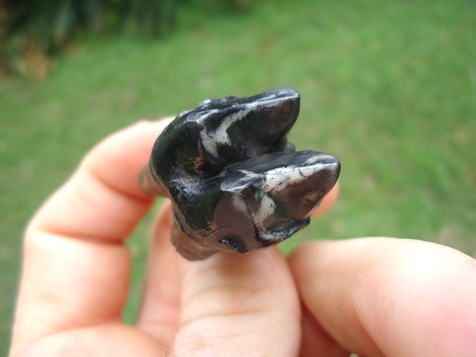 Large image 3 Rooted Glossy Black Tapir Lower Molar