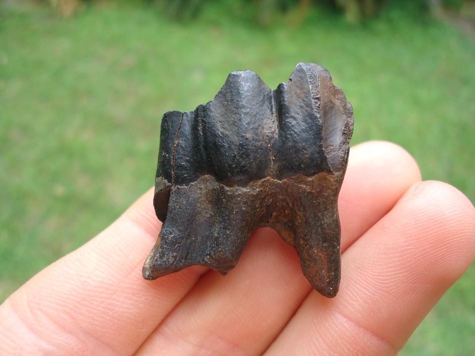 Large image 1 Glossy Black Camel Lower Molar