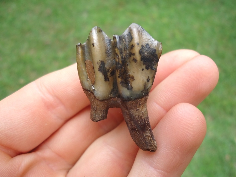 Large image 1 Super Camel Upper Molar