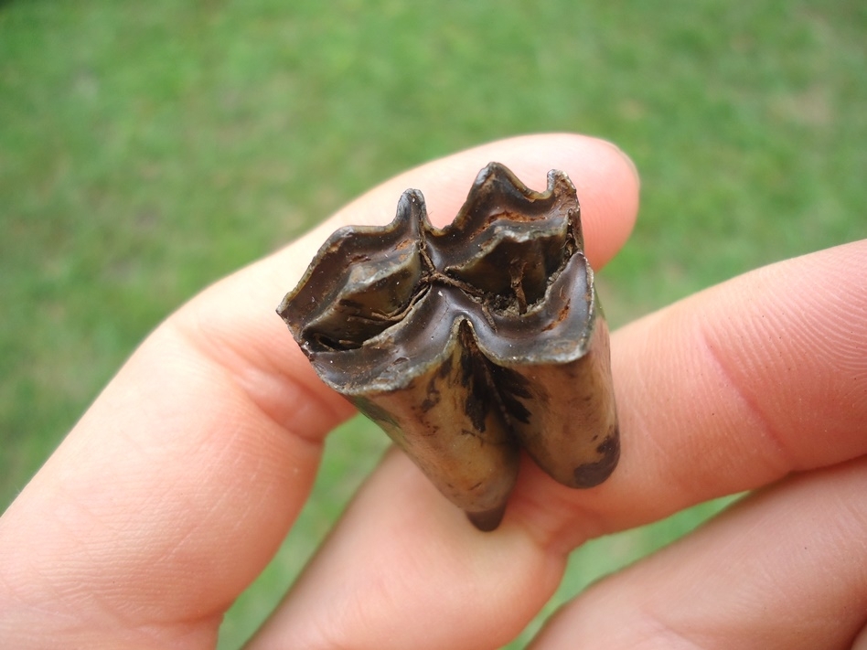 Large image 2 Super Camel Upper Molar