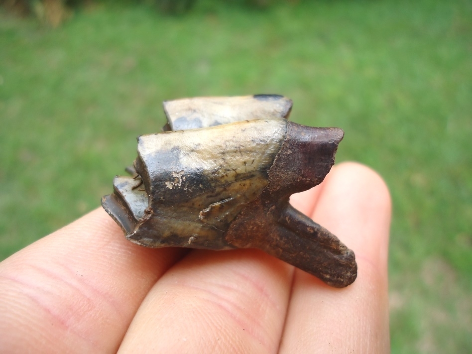 Large image 3 Super Camel Upper Molar