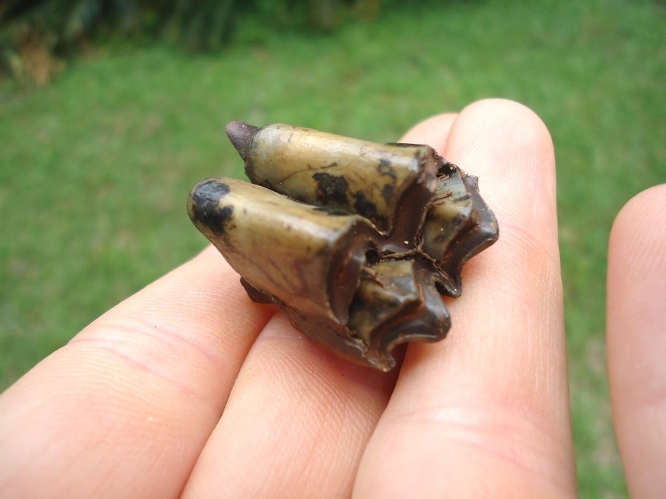 Large image 4 Super Camel Upper Molar