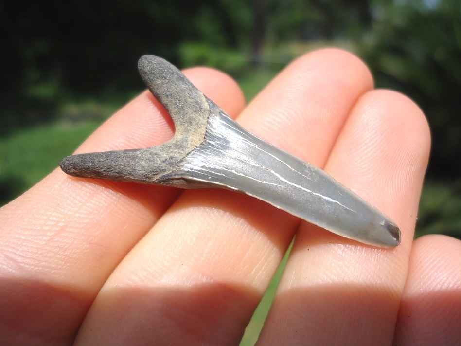 Large image 1 Rare Cretaceous Goblin Shark Tooth