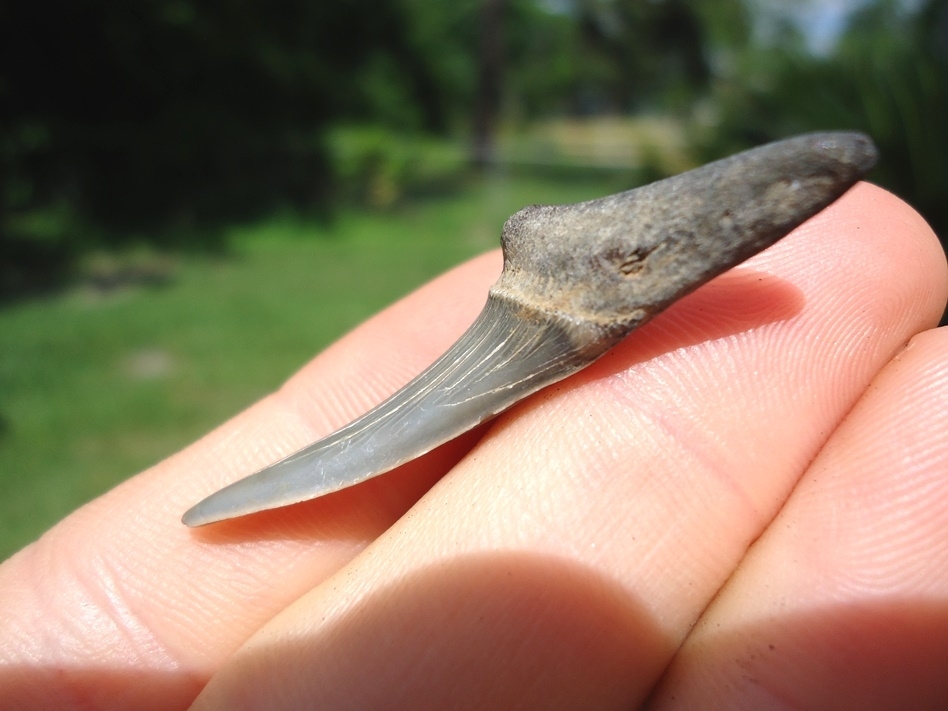 Large image 2 Rare Cretaceous Goblin Shark Tooth