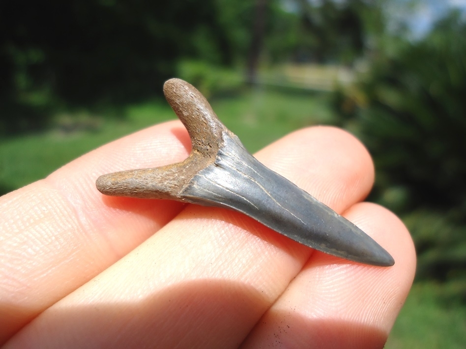 Large image 1 Rare Cretaceous Goblin Shark Tooth