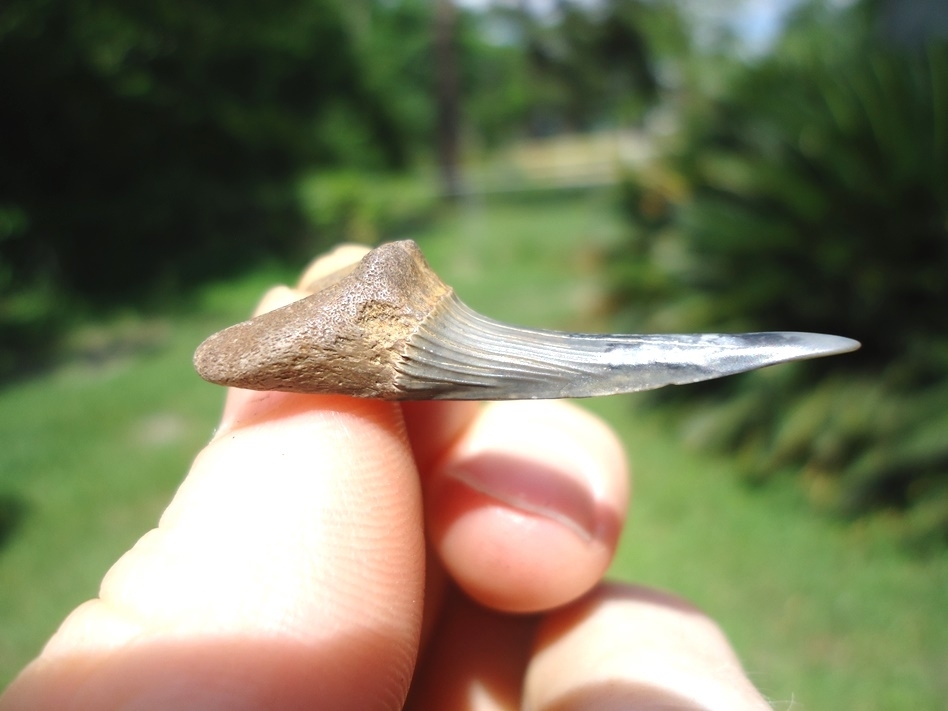 Large image 2 Rare Cretaceous Goblin Shark Tooth