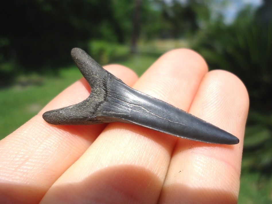 Large image 1 Gem Quality Cretaceous Goblin Shark Tooth