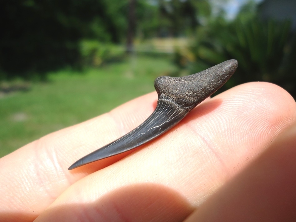 Large image 2 Gem Quality Cretaceous Goblin Shark Tooth