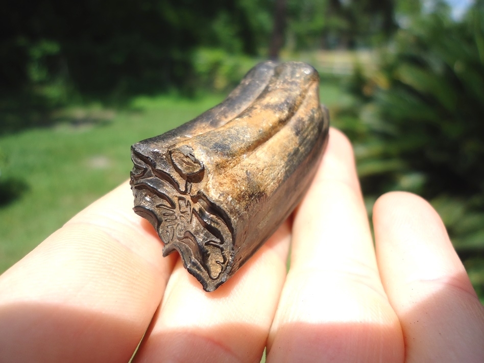 Large image 3 Excellent Three Toed Horse Upper Tooth