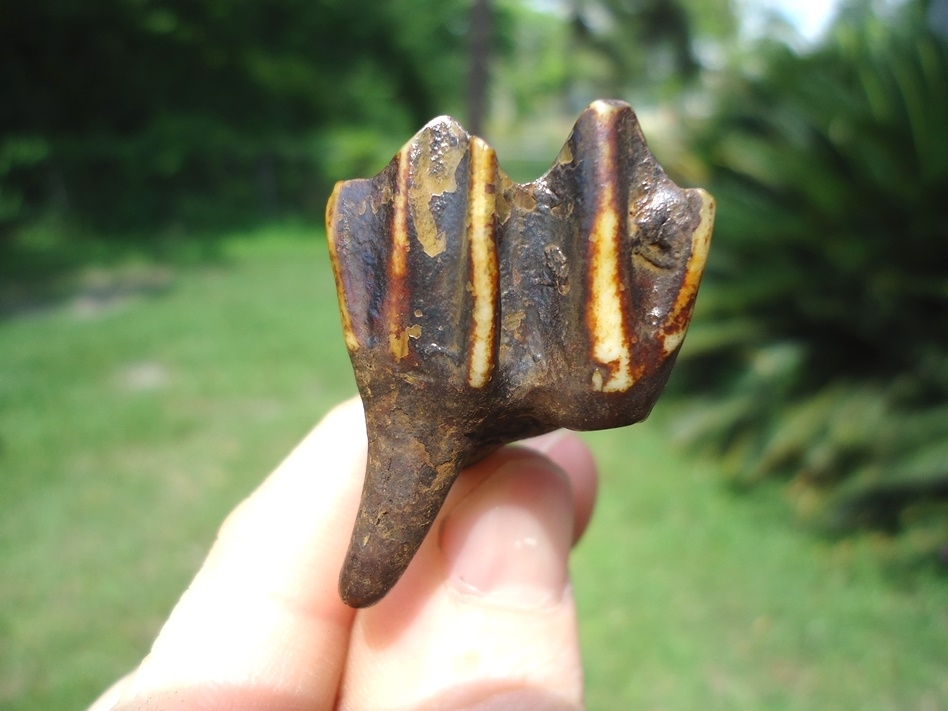 Large image 1 Nice Colorful Camel Upper Molar