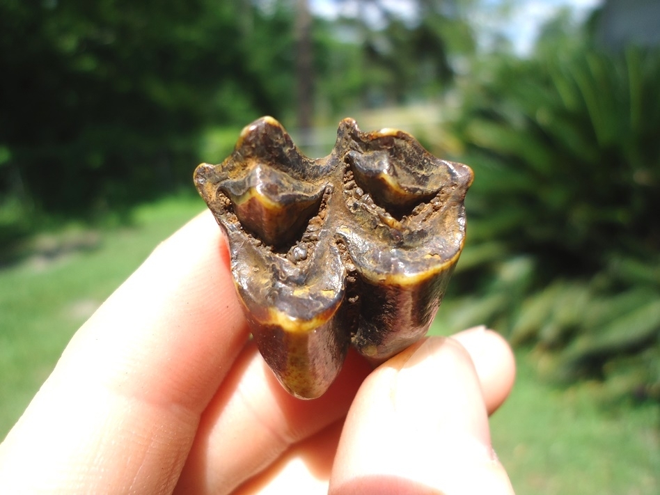 Large image 2 Nice Colorful Camel Upper Molar