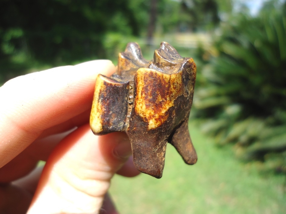 Large image 3 Nice Colorful Camel Upper Molar