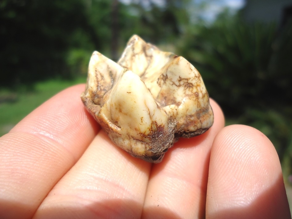 Large image 2 Beautiful Pearl White Tapir Upper Molar