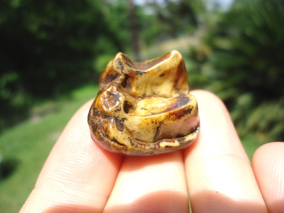 Large image 3 Super Colorful Tapir Upper Molar