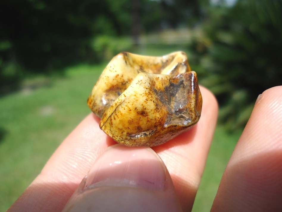 Large image 1 Gorgeous Yellow Tapir Upper Molar