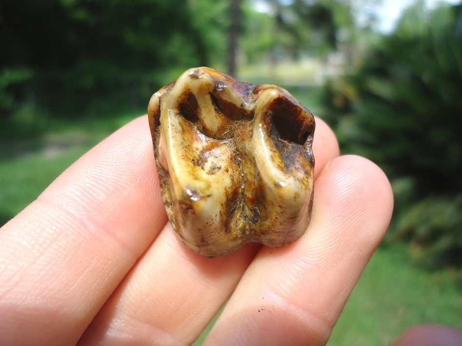 Large image 2 Gorgeous Yellow Tapir Upper Molar