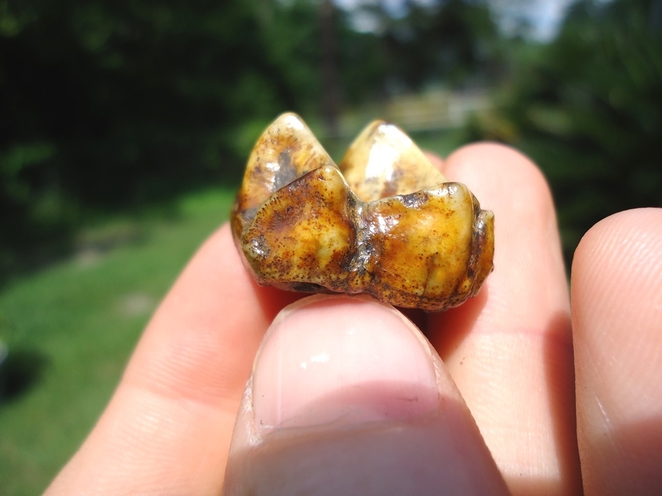 Large image 3 Gorgeous Yellow Tapir Upper Molar