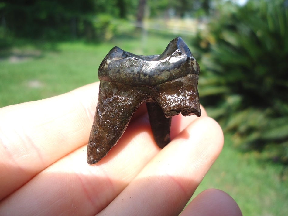 Large image 2 Awesome Rooted Tapir Upper Molar