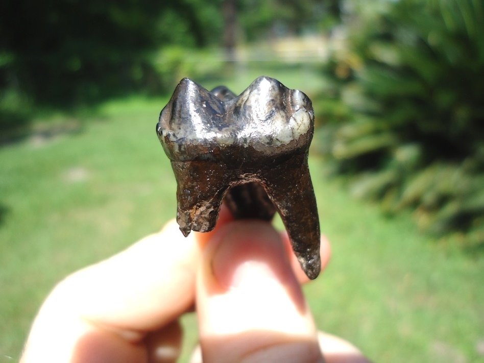 Large image 4 Awesome Rooted Tapir Upper Molar