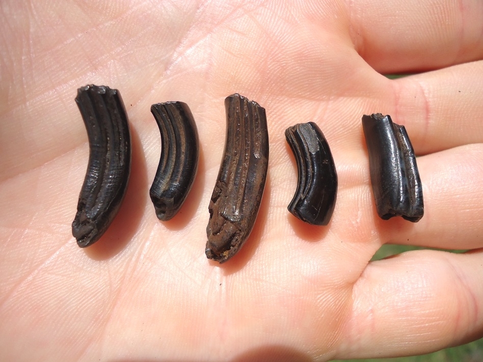 Large image 2 Five Choice Beaver Molars