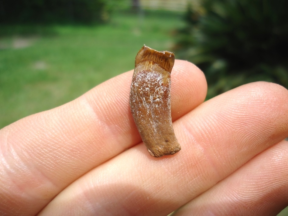 Large image 1 Highly Worn Spectacled Bear Incisor