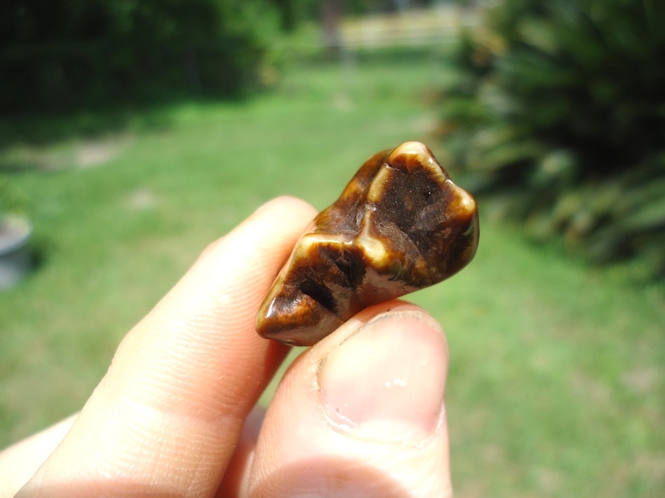 Large image 2 Stunning Fiery Red Tapir Premolar