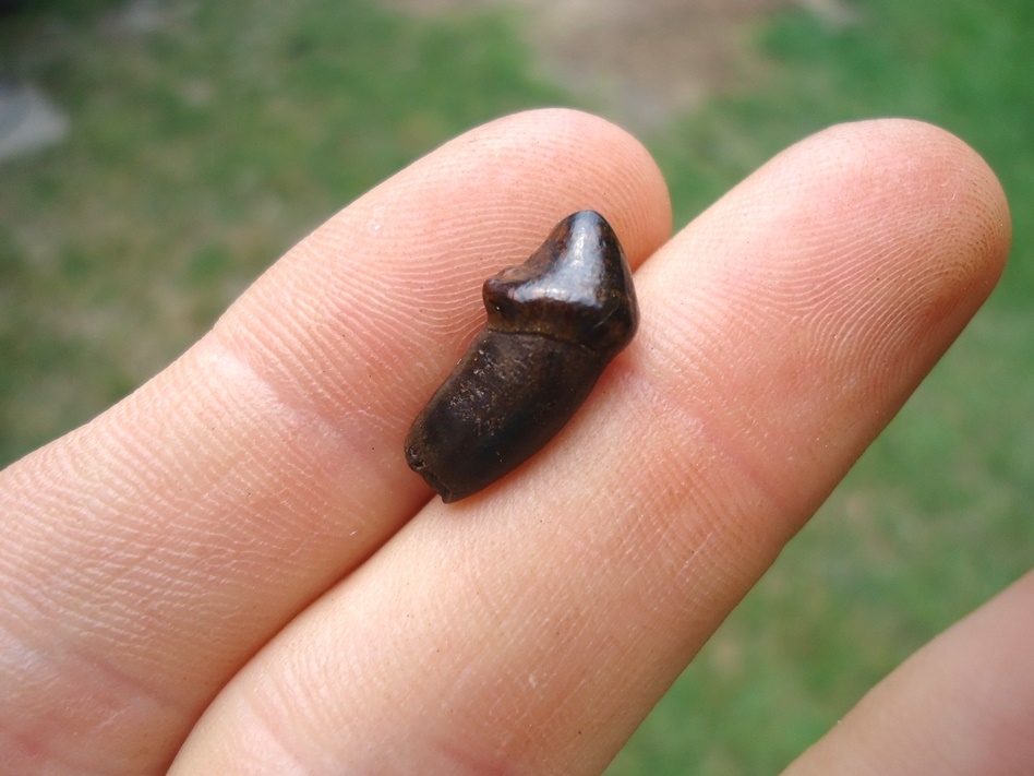 Large image 1 Beautiful Orange Dire Wolf Premolar