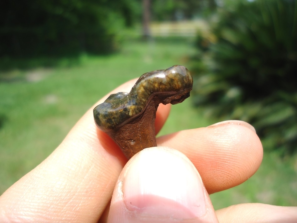 Large image 4 World Class Black Bear Molar with Camo and Yellow Enamel