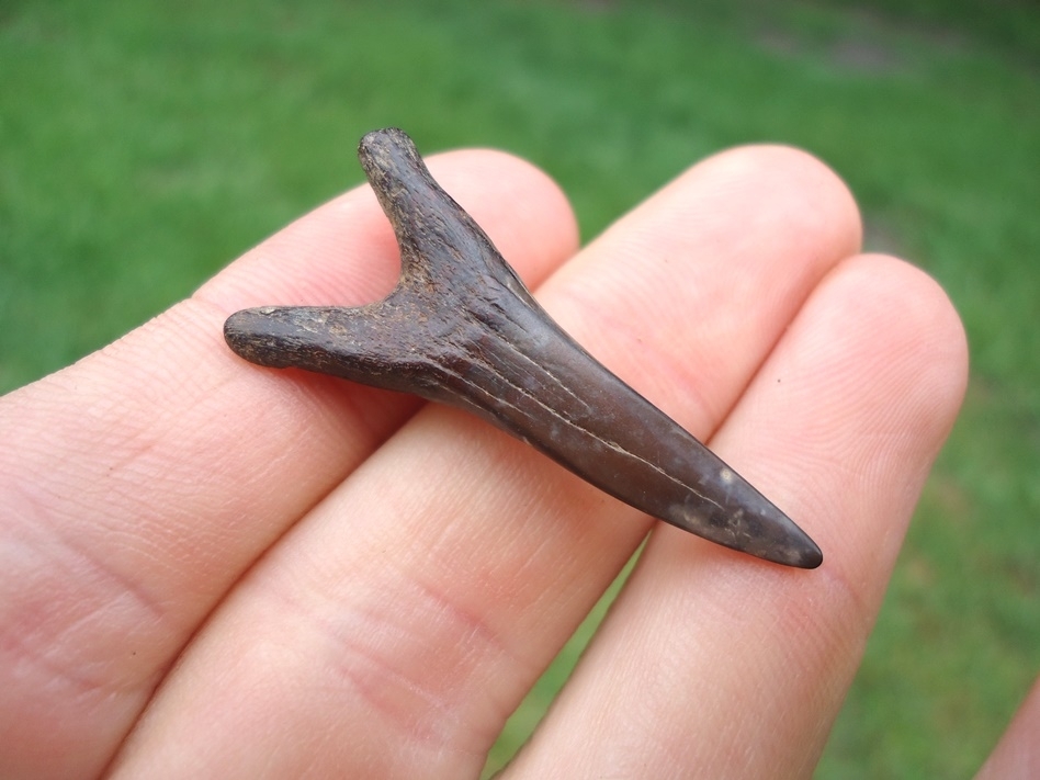 Large image 1 Rare Cretaceous Goblin Shark Tooth