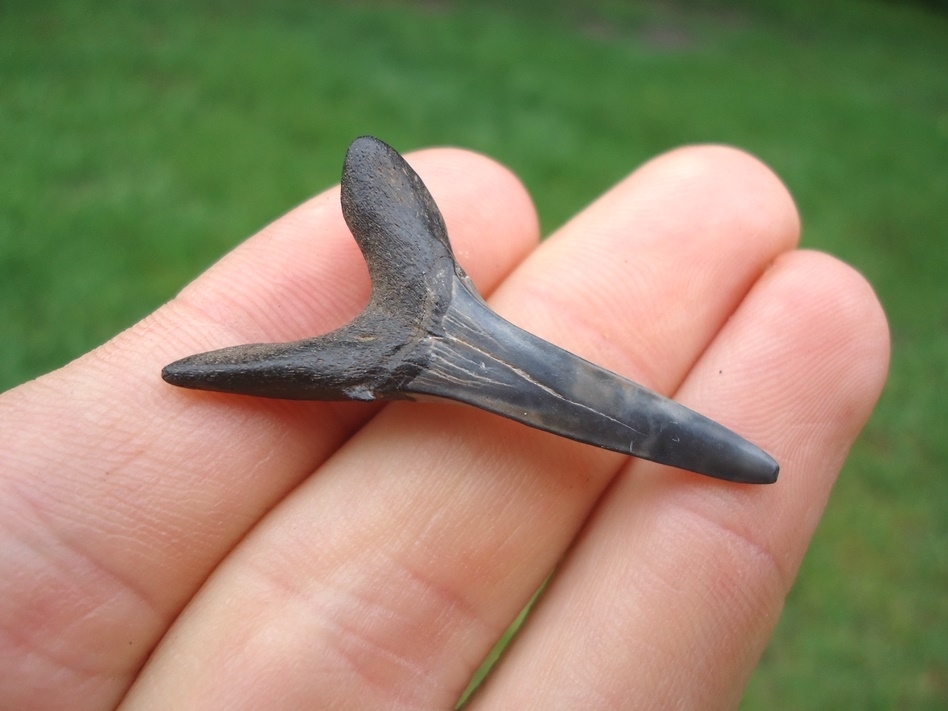 Large image 1 Rare Cretaceous Goblin Shark Tooth