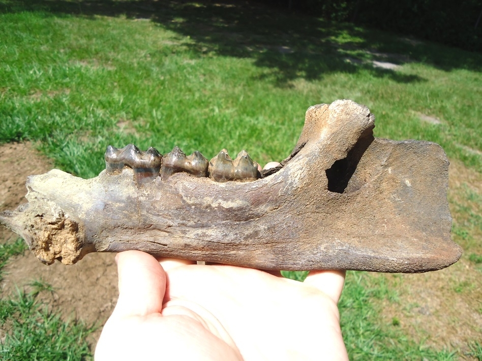 Large image 1 Gorgeous Juvenile Tapir Mandible with Four Teeth