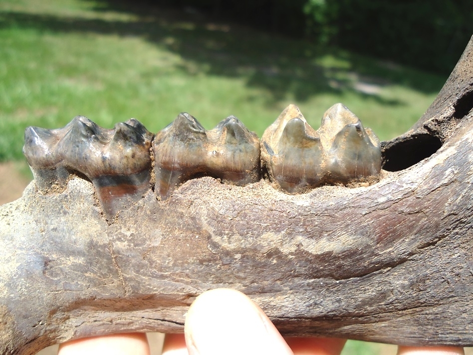 Large image 5 Gorgeous Juvenile Tapir Mandible with Four Teeth