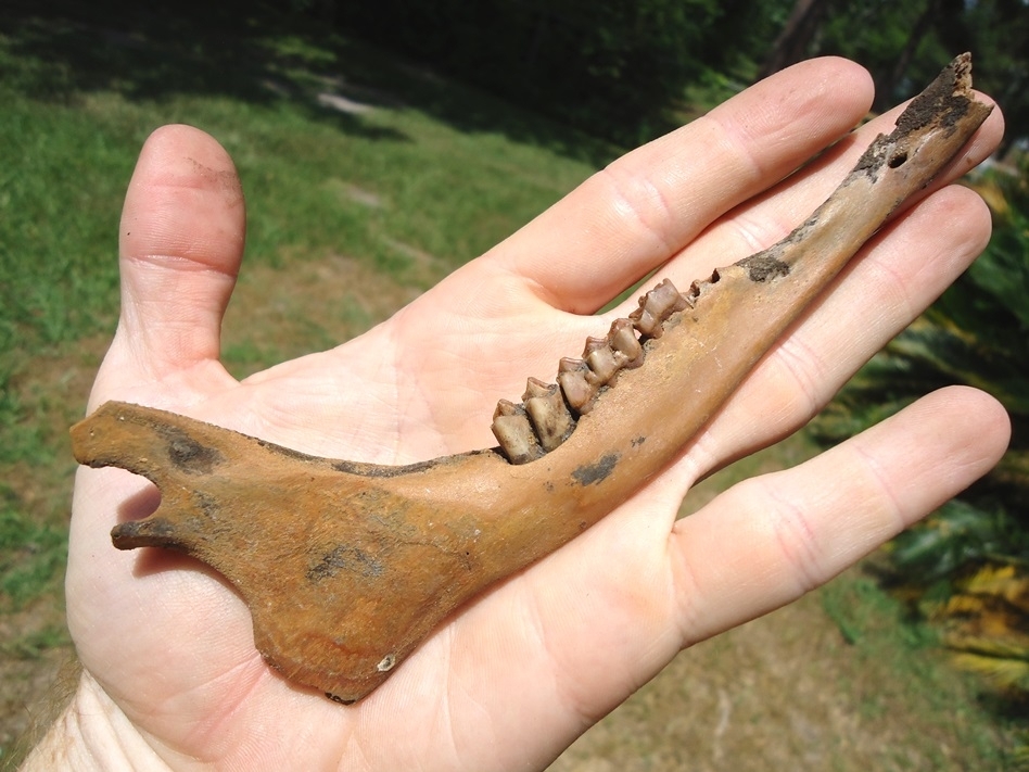 Large image 4 Exceptional Juvenile Deer Mandible