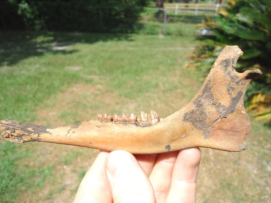 Large image 1 Exceptional Juvenile Deer Mandible