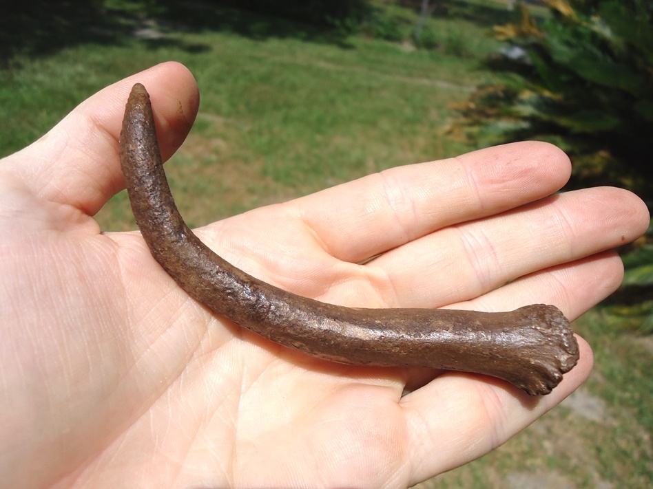 Large image 1 Rare Fully Intact Deer Antler