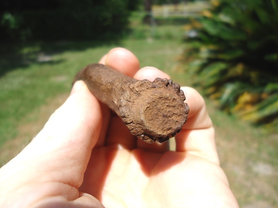 Large image 3 Rare Fully Intact Deer Antler