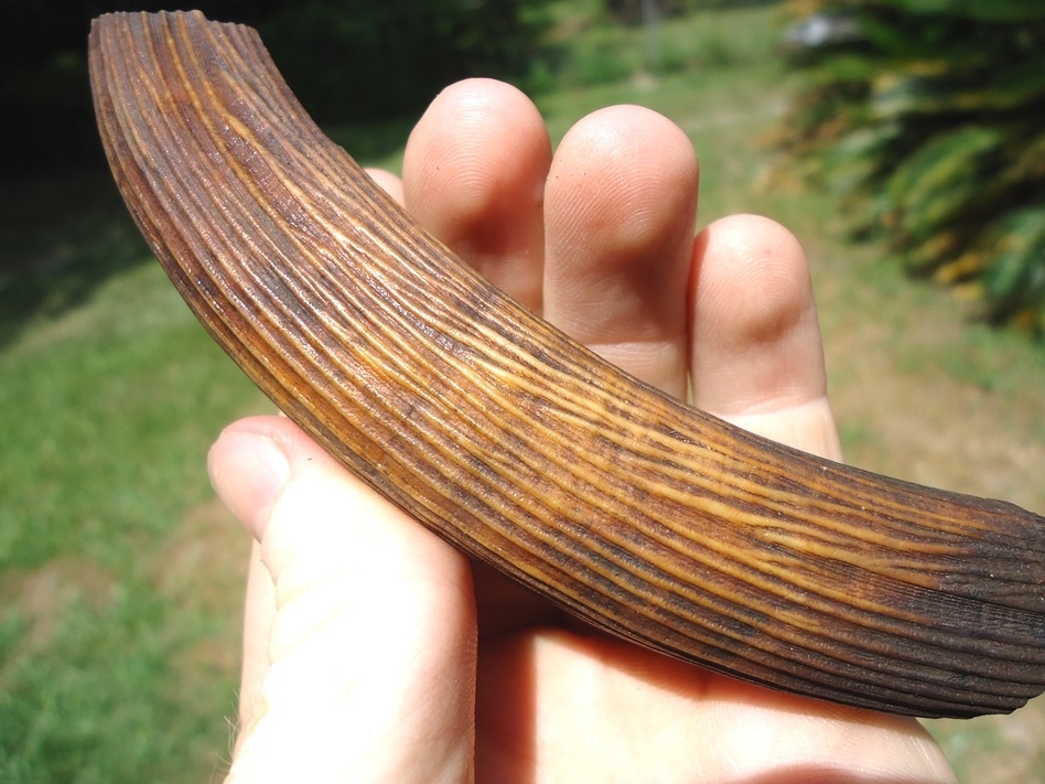 Large image 4 Large Colorful Section of Giant Beaver Incisor