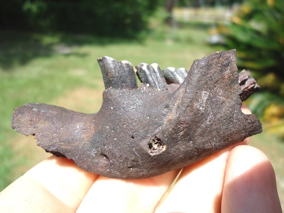 Large image 1 Nice Beaver Mandible with Three Perfect Teeth