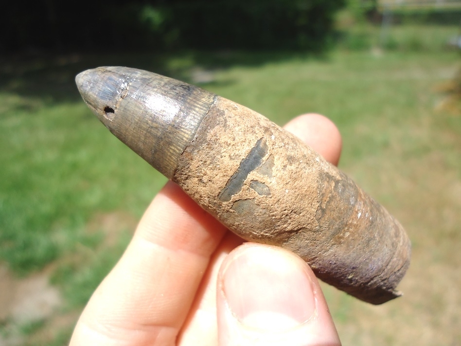 Large image 3 Massive 3 1/8' Alligator Tooth